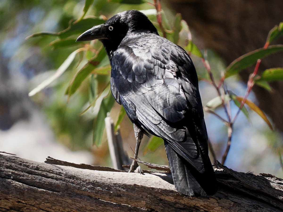 Australian Raven - ML646142597