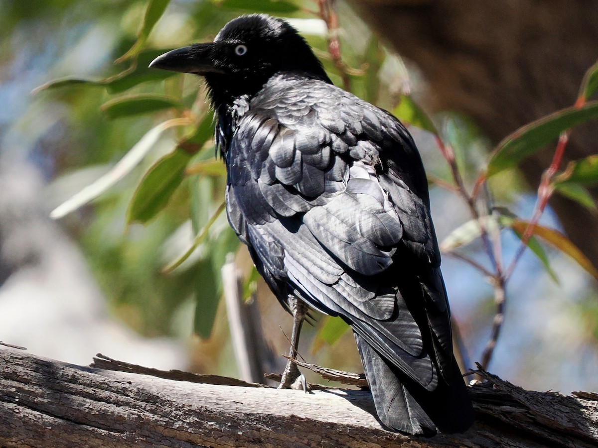 Australian Raven - ML646142598