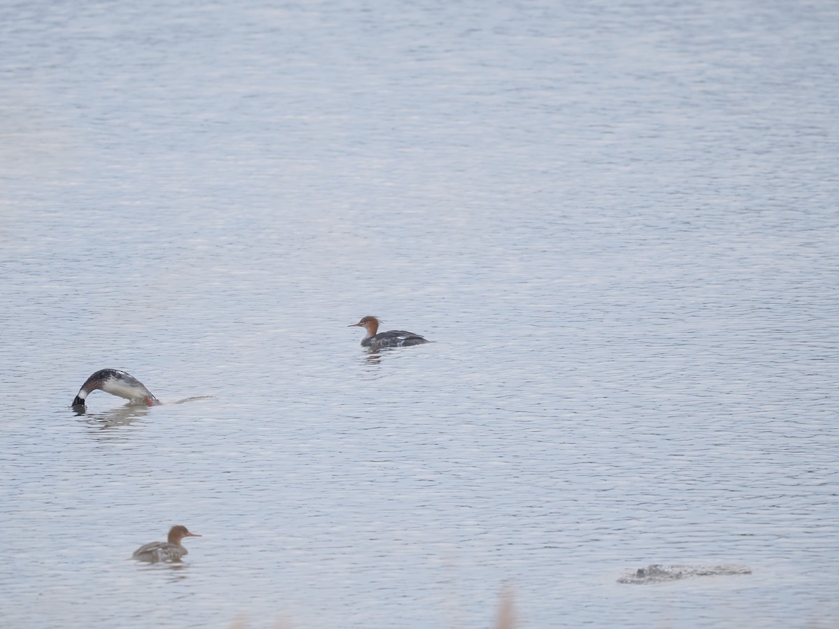 Red-breasted Merganser - ML646142602