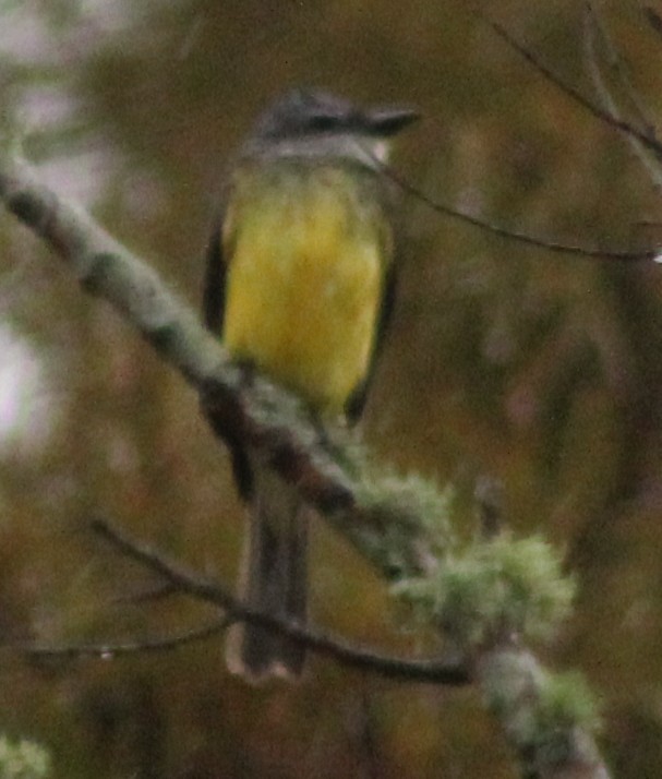 Tropical Kingbird - ML646142603