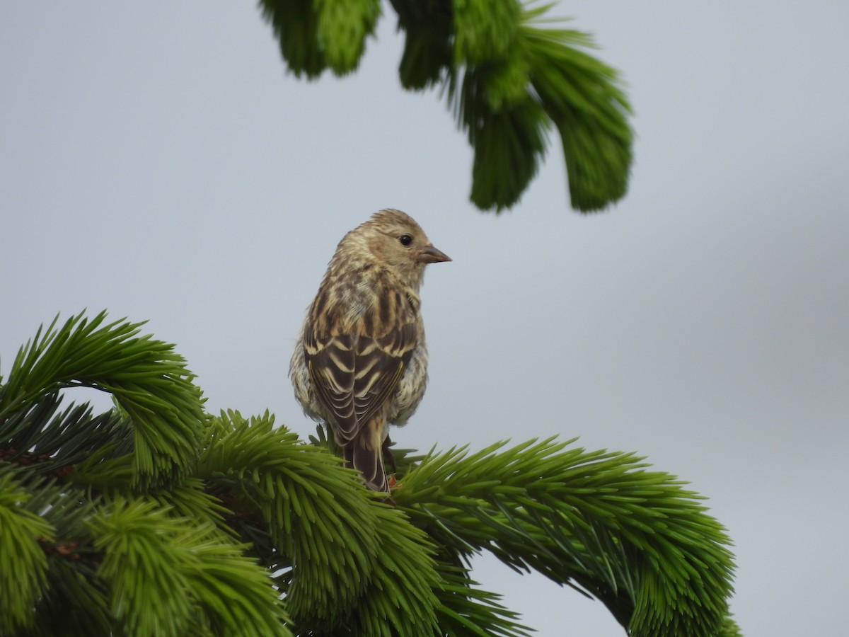 Pine Siskin - ML646142604
