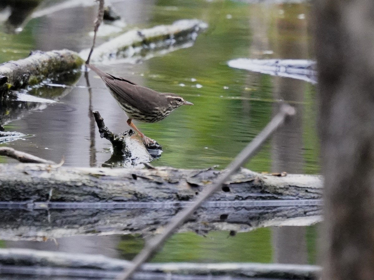 Northern Waterthrush - ML646142605