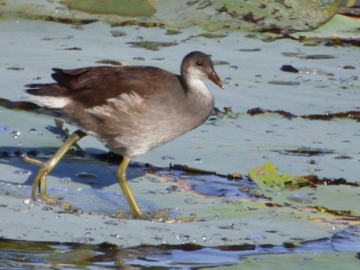 slípka americká - ML646142606