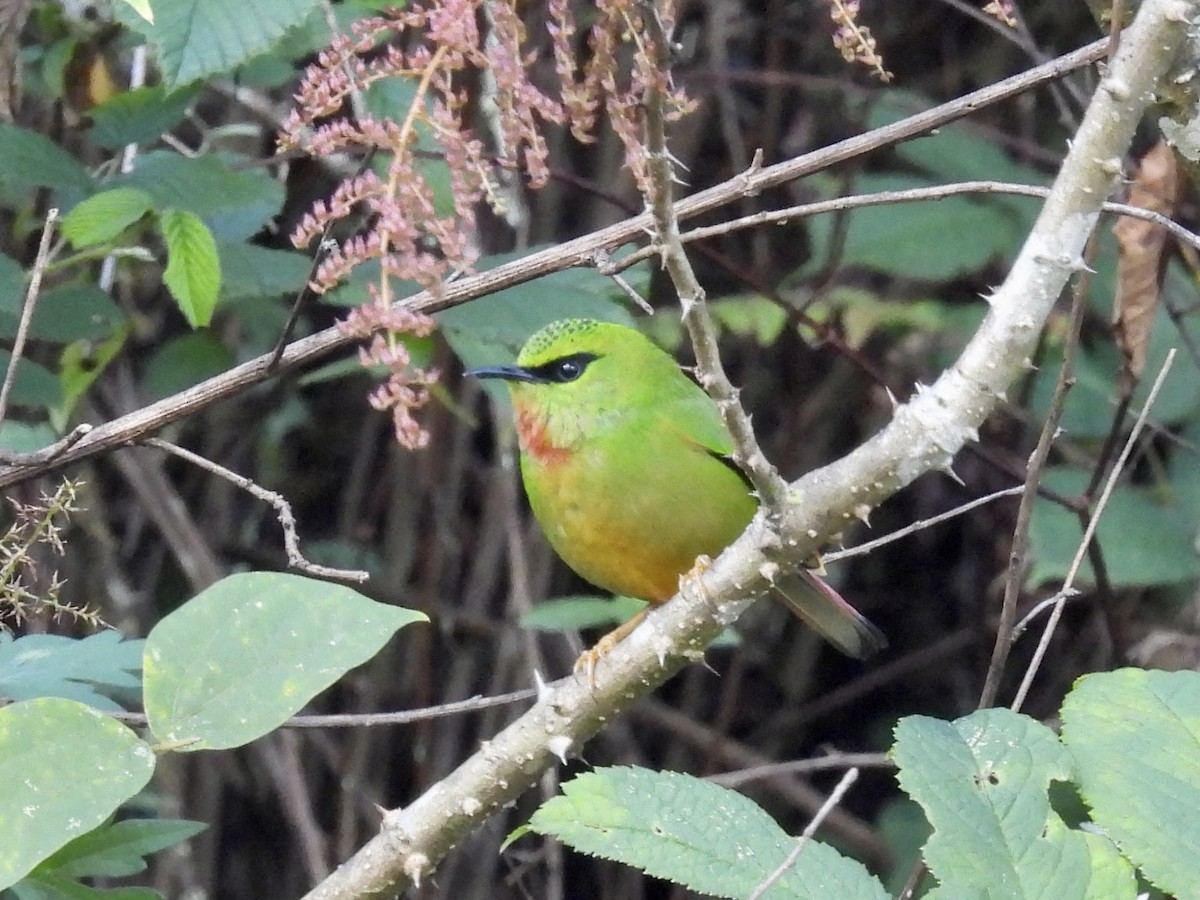 Fire-tailed Myzornis - ML646142607