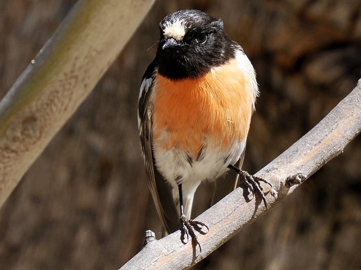 Scarlet Robin - ML646142609