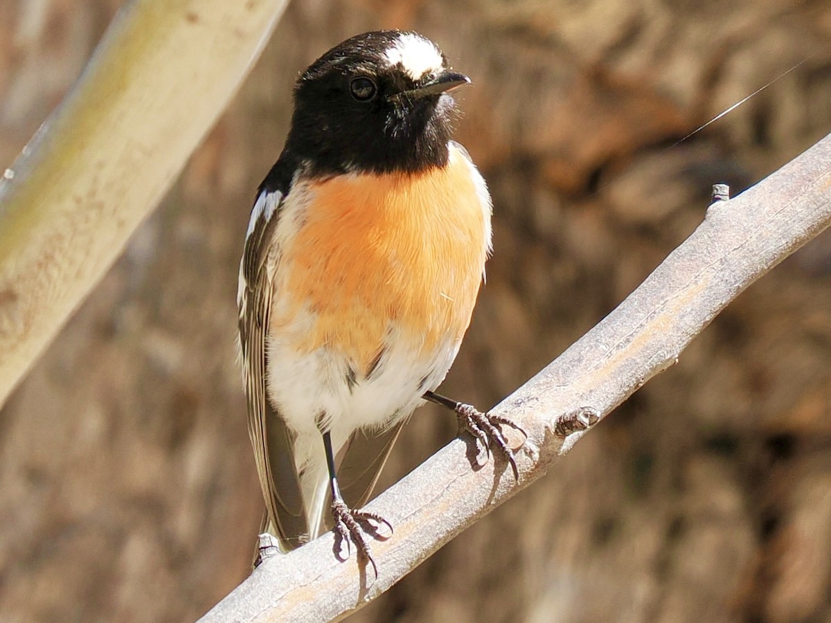 Scarlet Robin - ML646142610