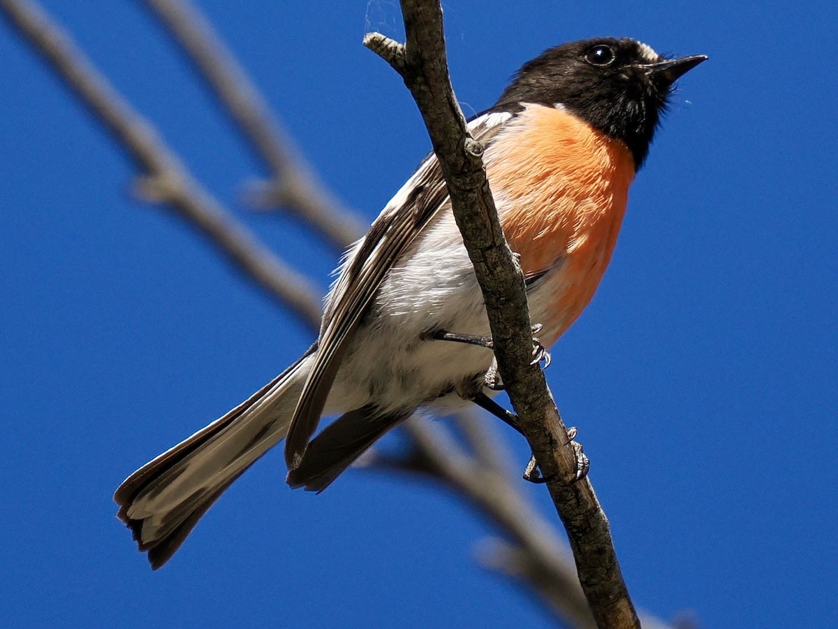 Scarlet Robin - ML646142611