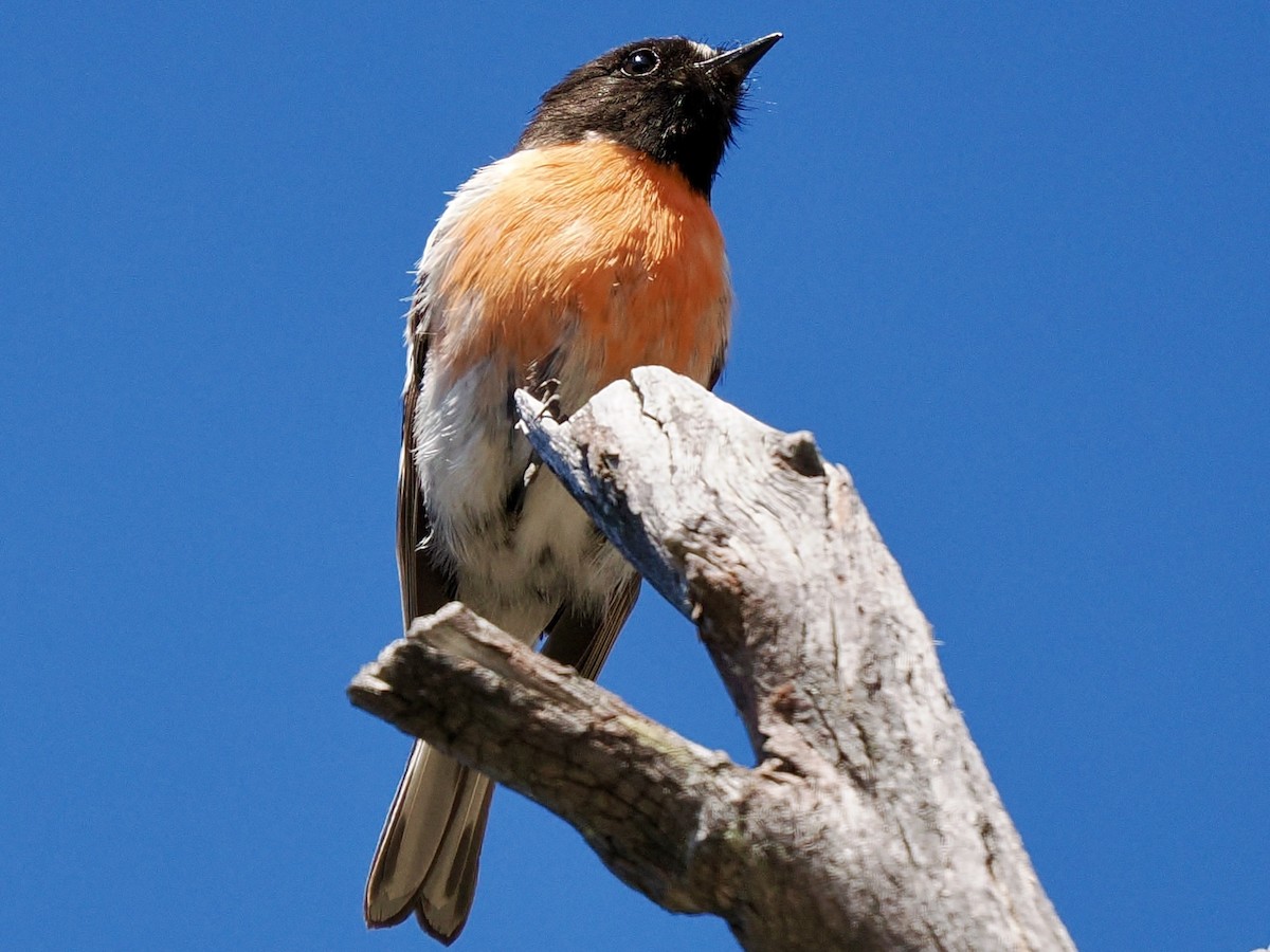 Scarlet Robin - ML646142612