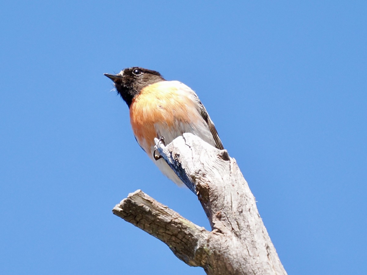 Scarlet Robin - ML646142613