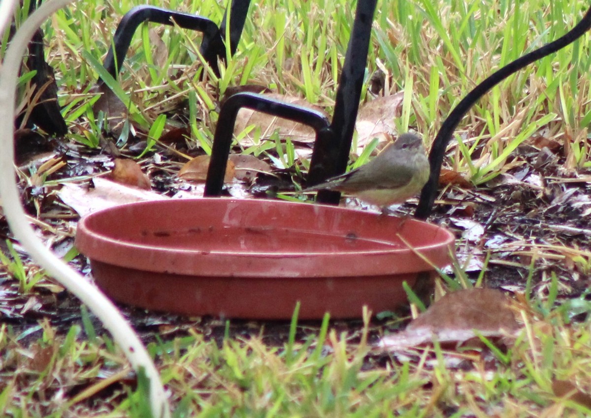 Orange-crowned Warbler - ML646142614