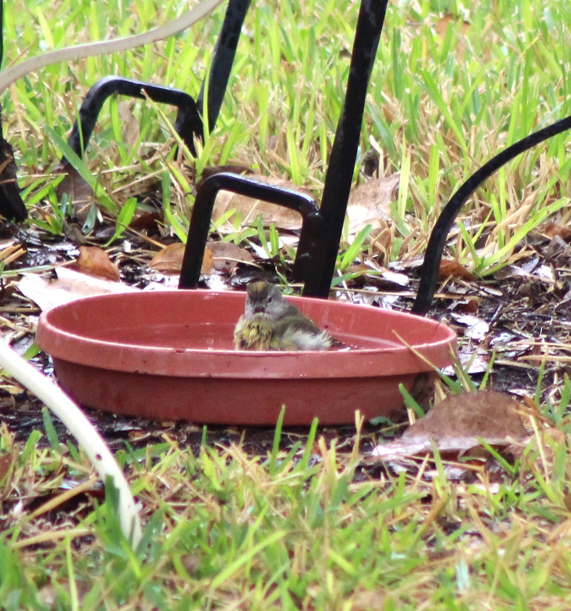 Orange-crowned Warbler - ML646142615