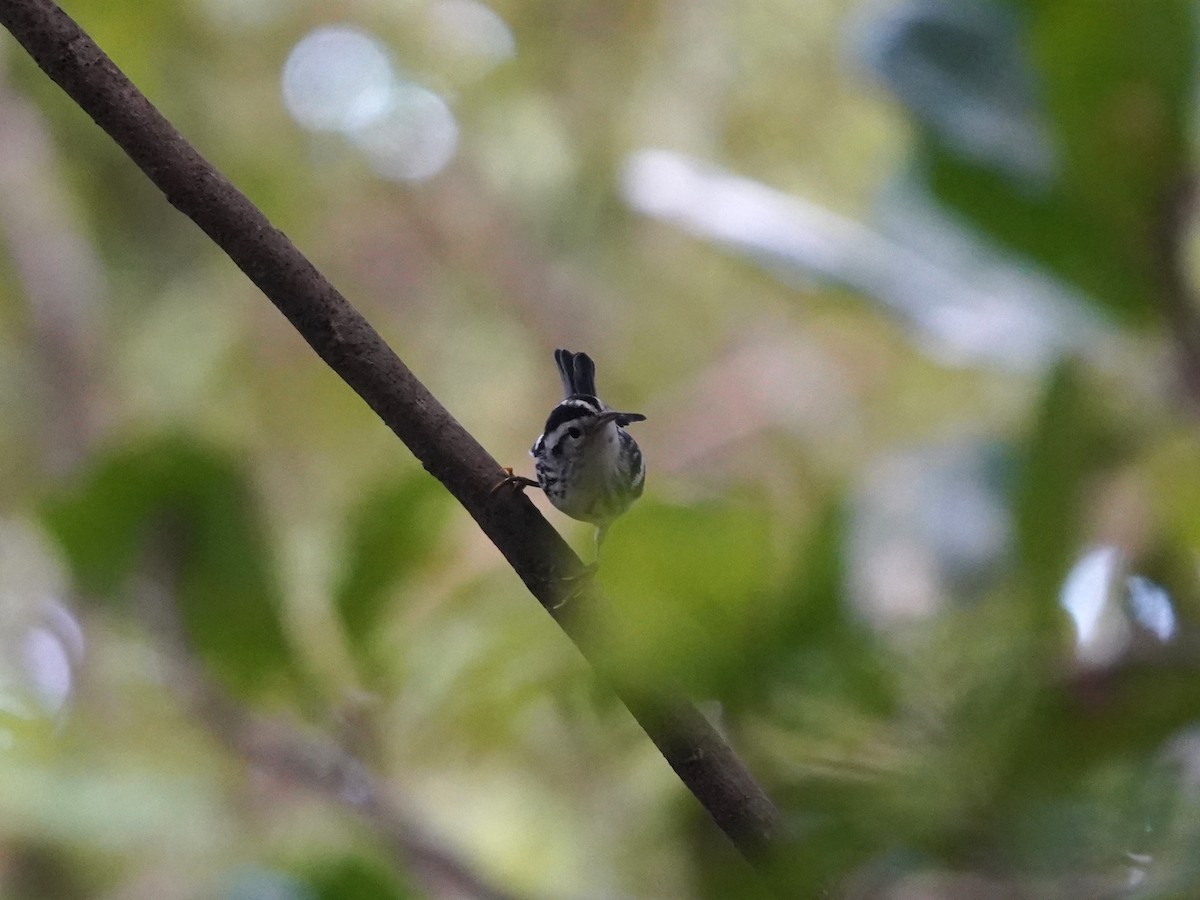 Black-and-white Warbler - ML646142622