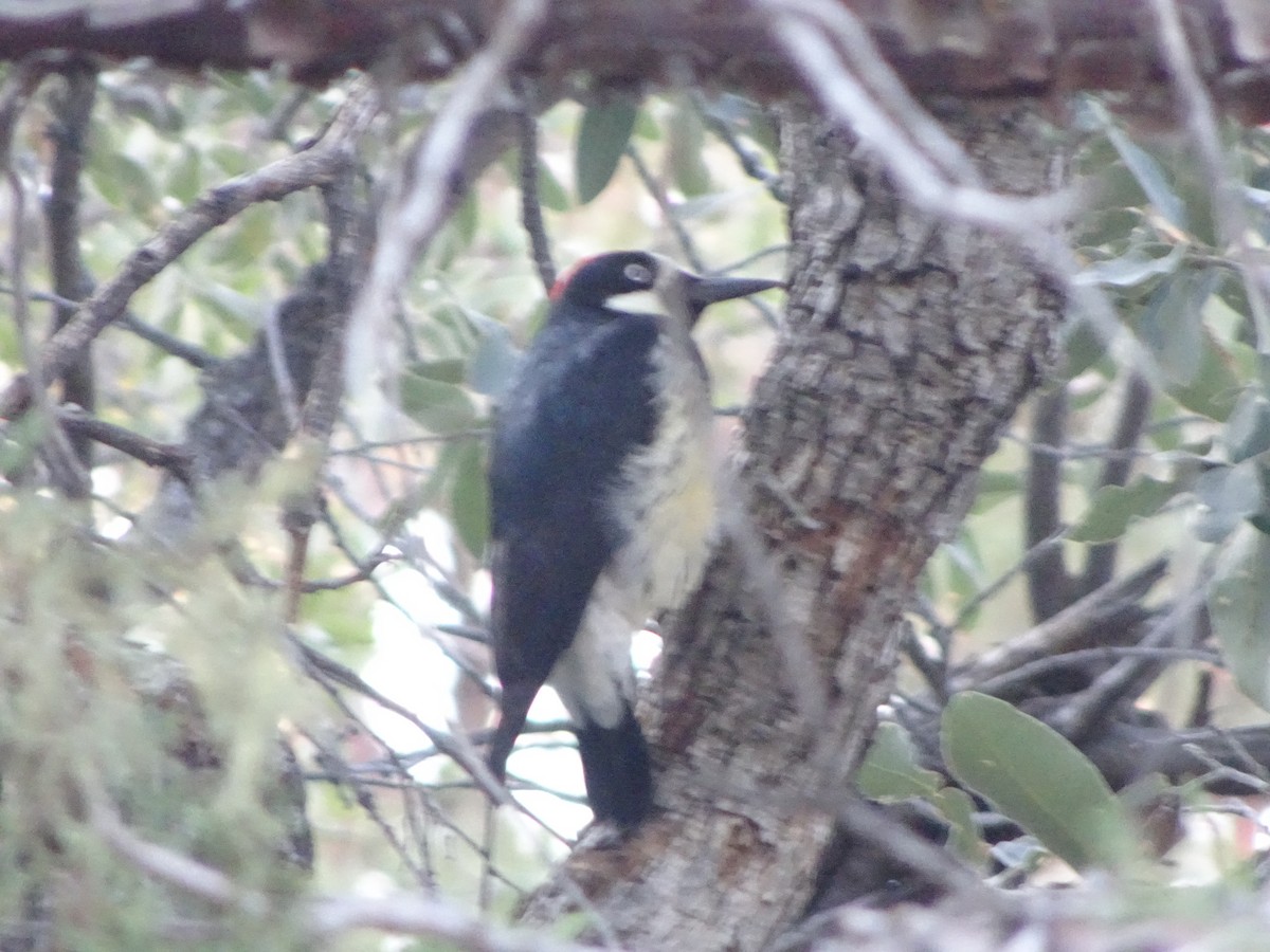 Acorn Woodpecker - ML646142624