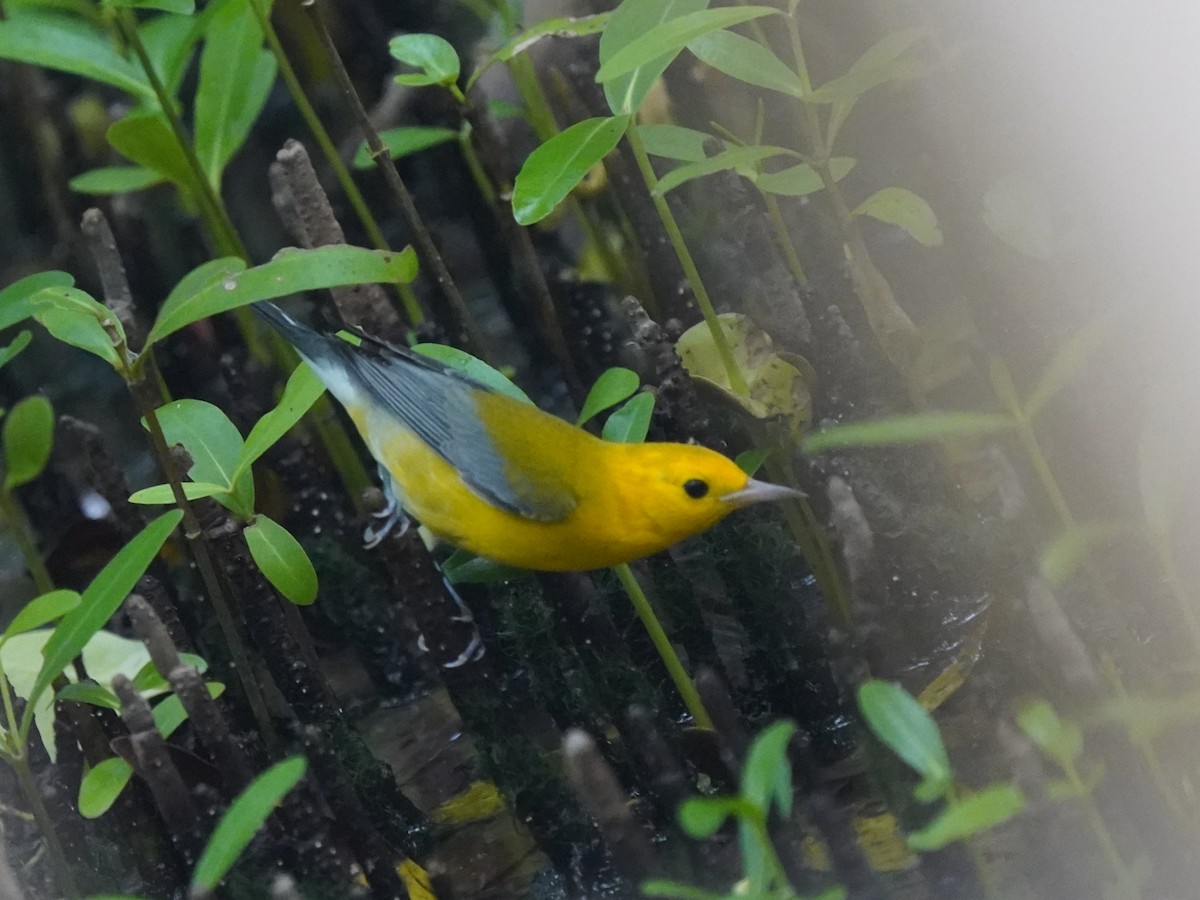 Prothonotary Warbler - ML646142627
