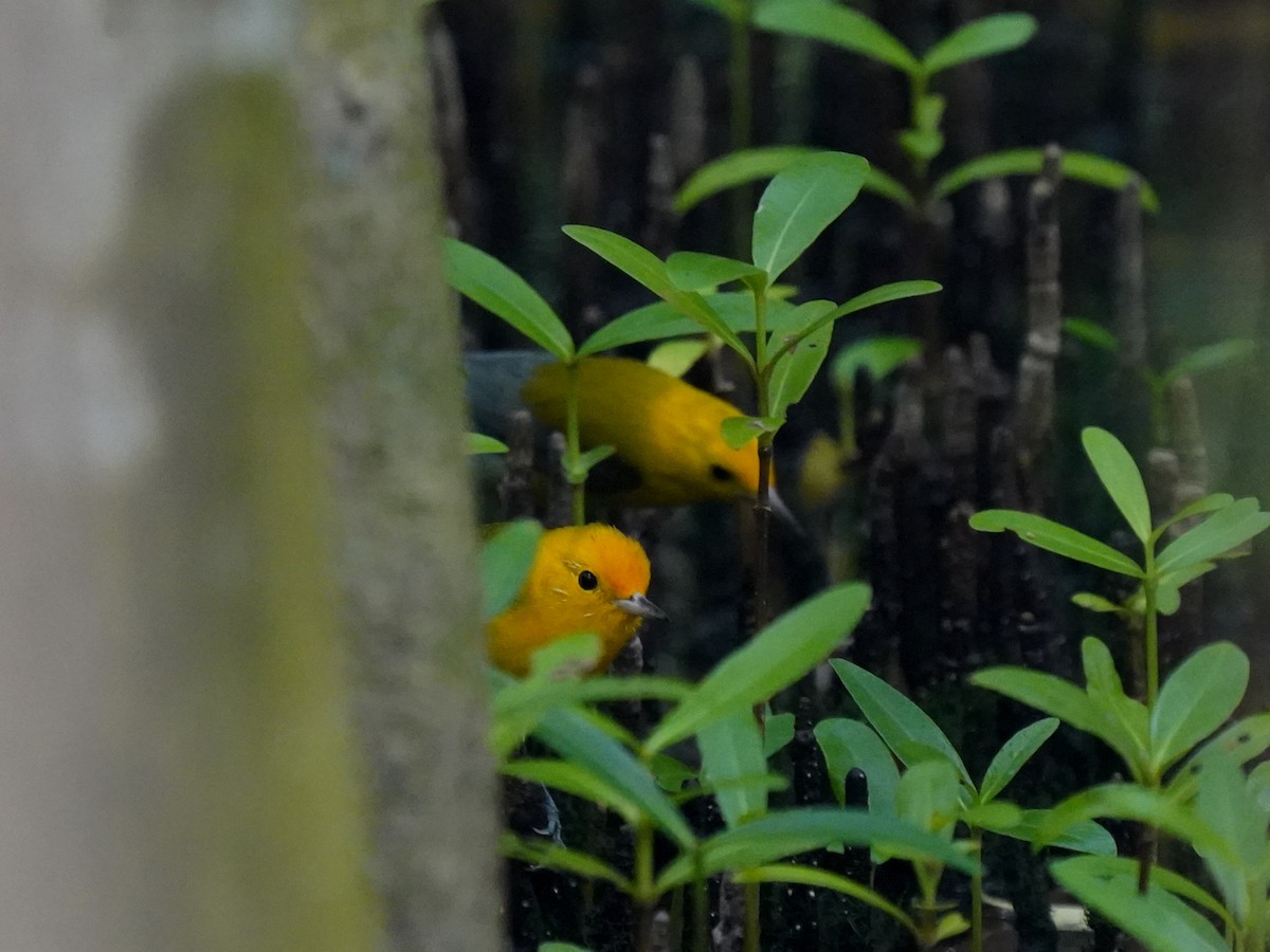 Prothonotary Warbler - ML646142628