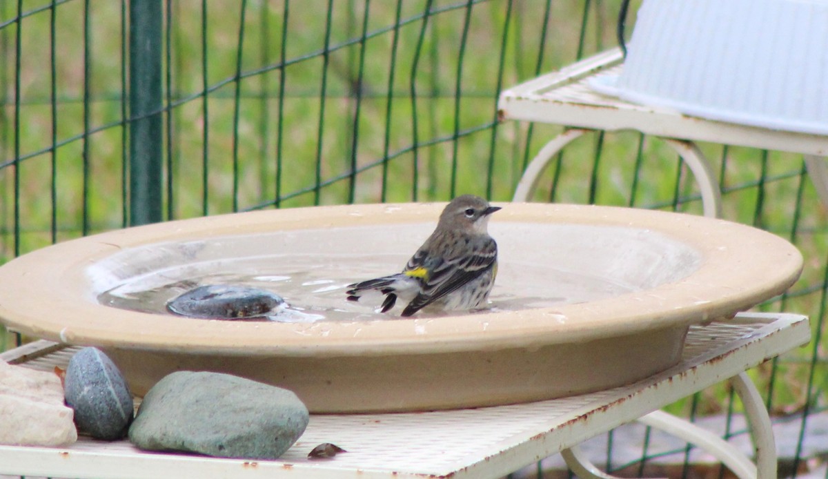 Yellow-rumped Warbler - ML646142629