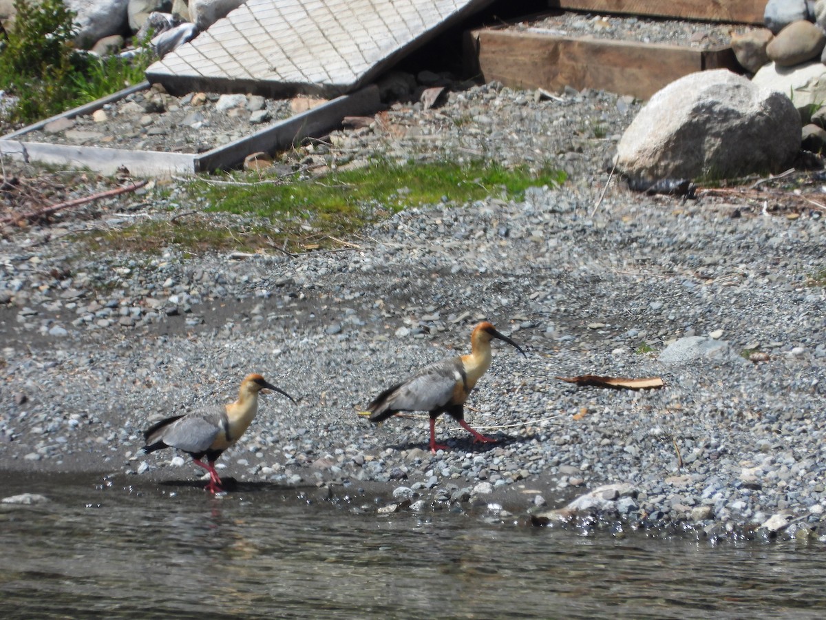 Black-faced Ibis - ML646142630