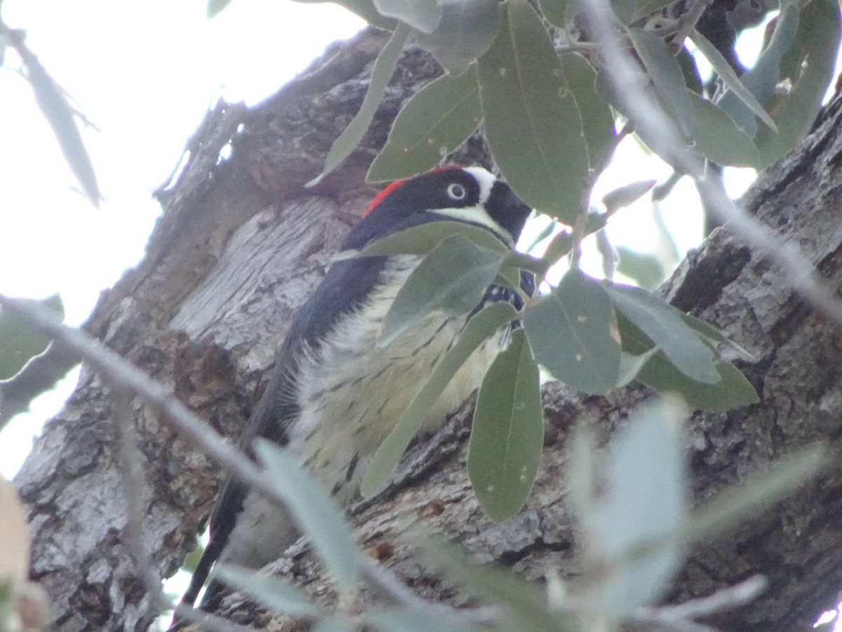 Acorn Woodpecker - ML646142632