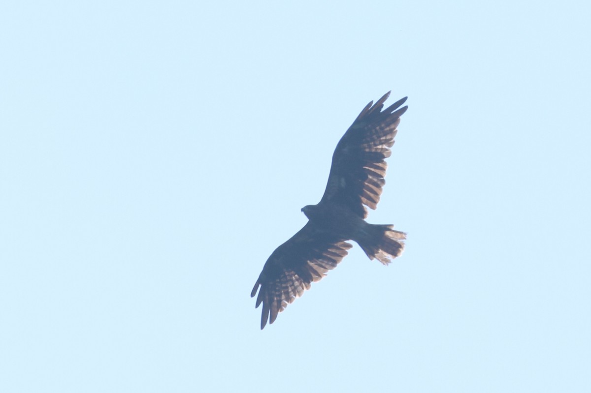 Eastern Buzzard - ML646142633