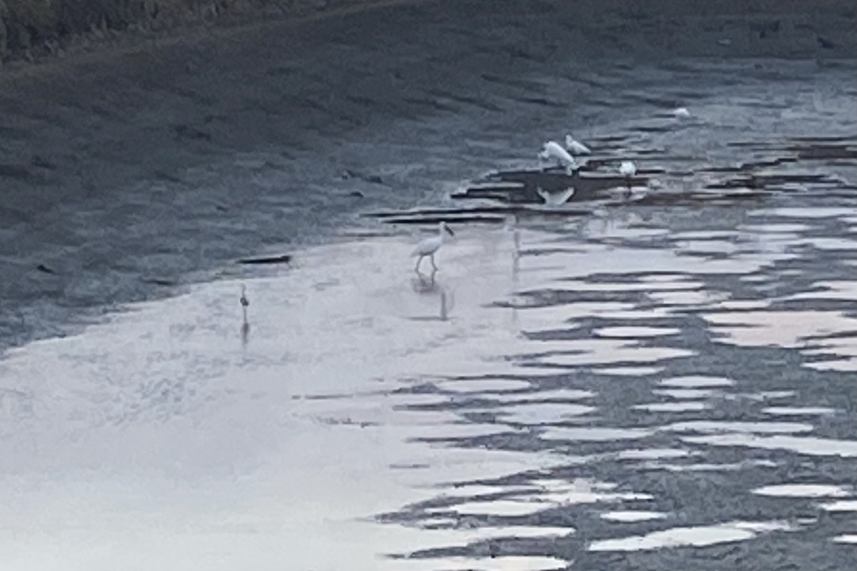 kolpík malý - ML646142634