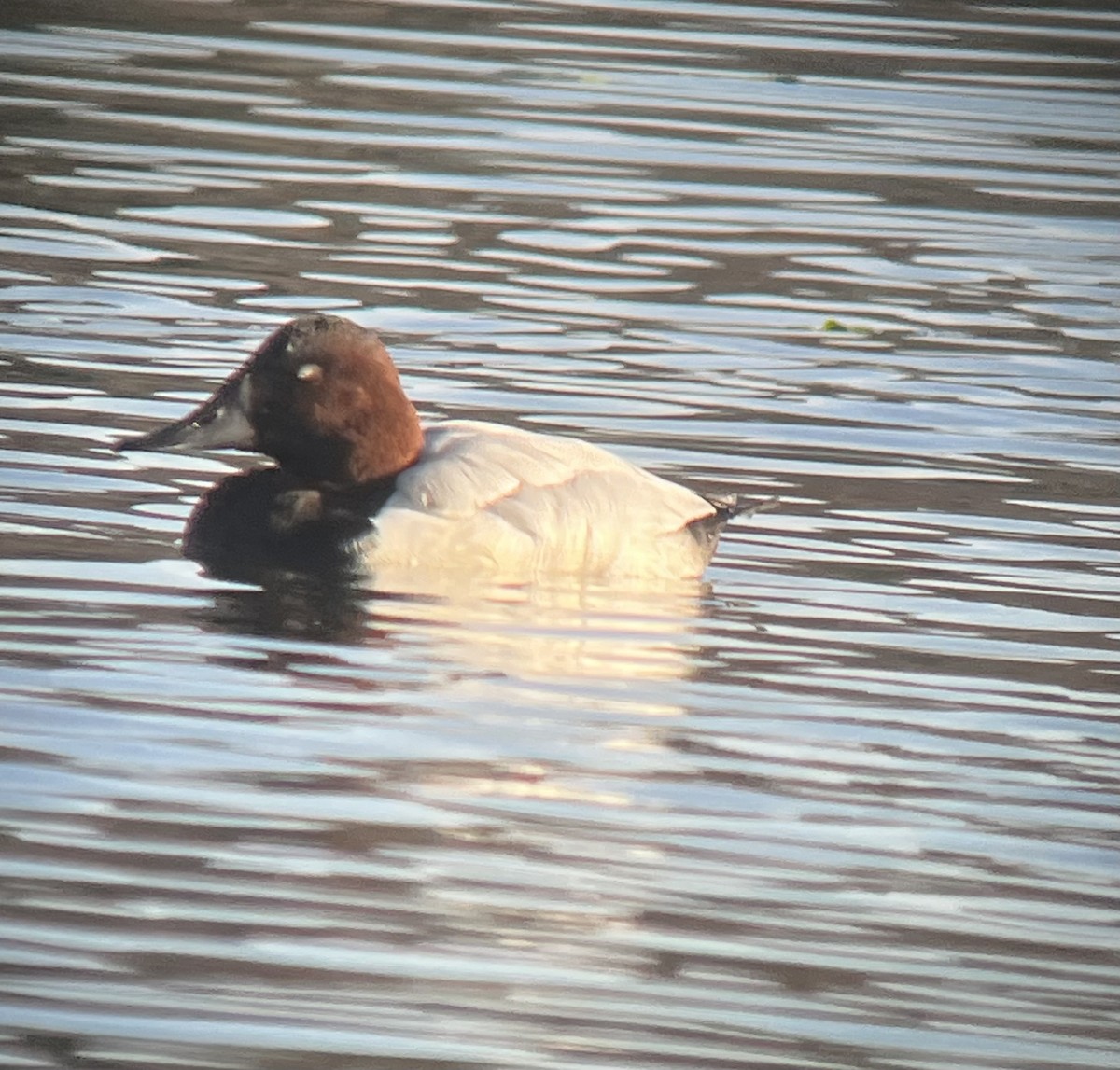 Fuligule à dos blanc - ML646142639
