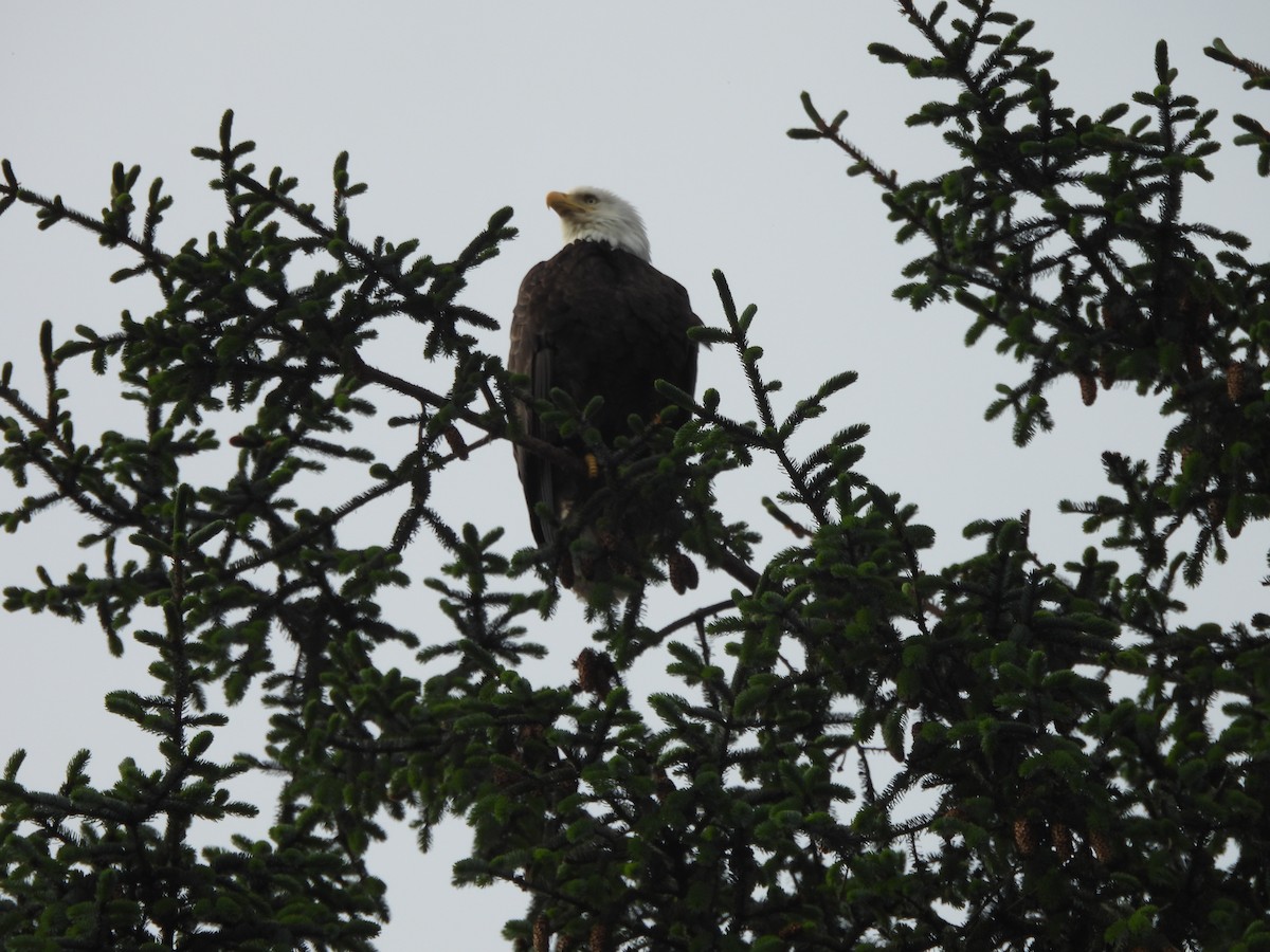 Bald Eagle - ML646142640