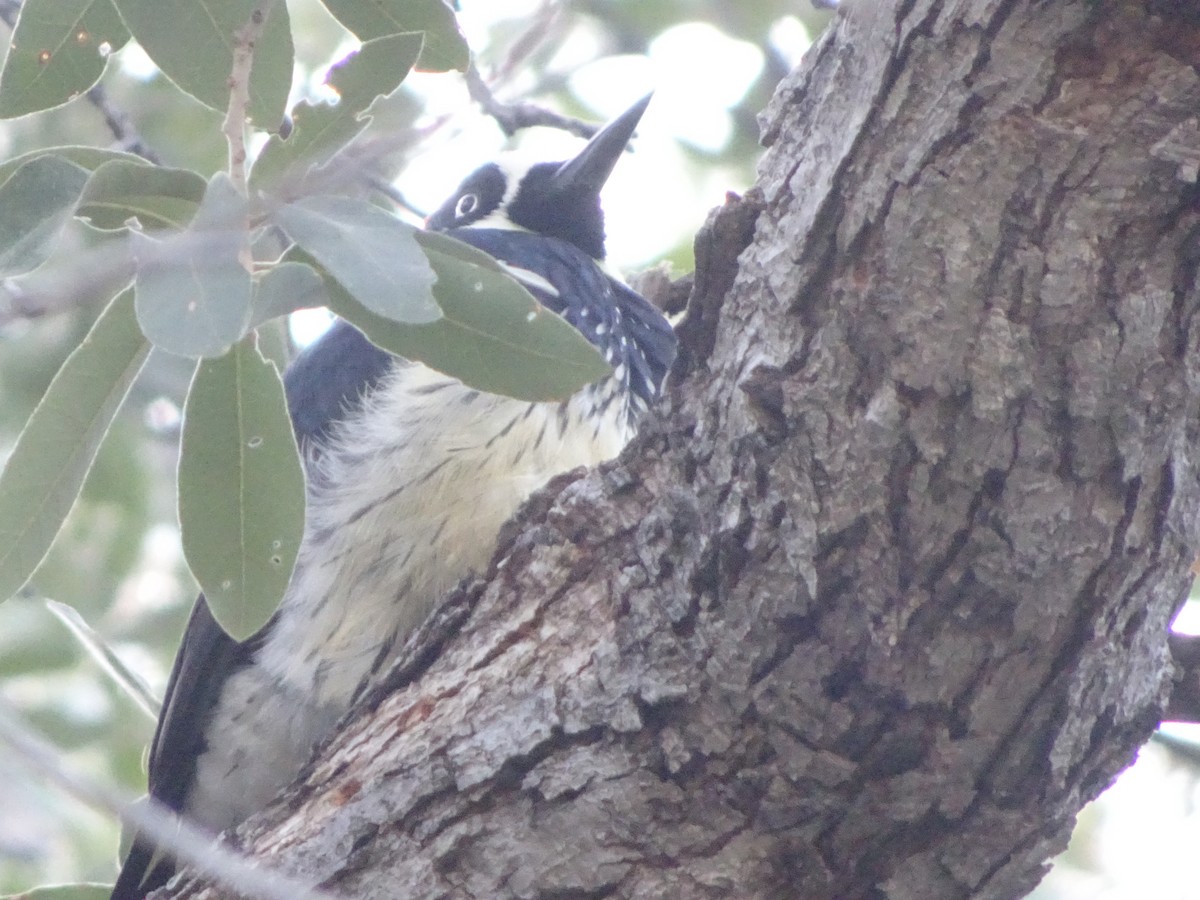 Acorn Woodpecker - ML646142641