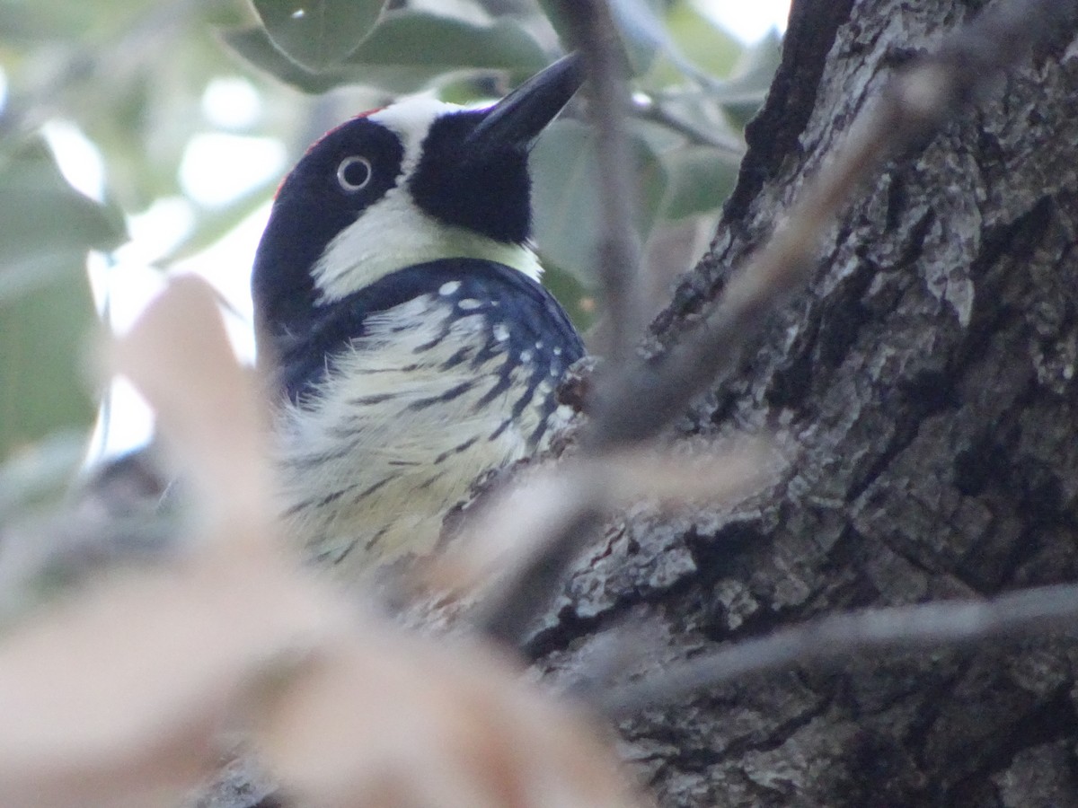 Acorn Woodpecker - ML646142642