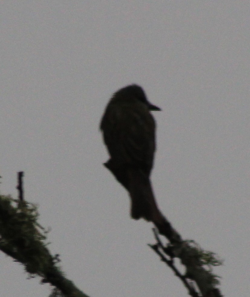 Couch's Kingbird - ML646142643