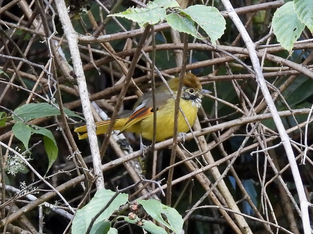 Chestnut-tailed Minla - ML646142646