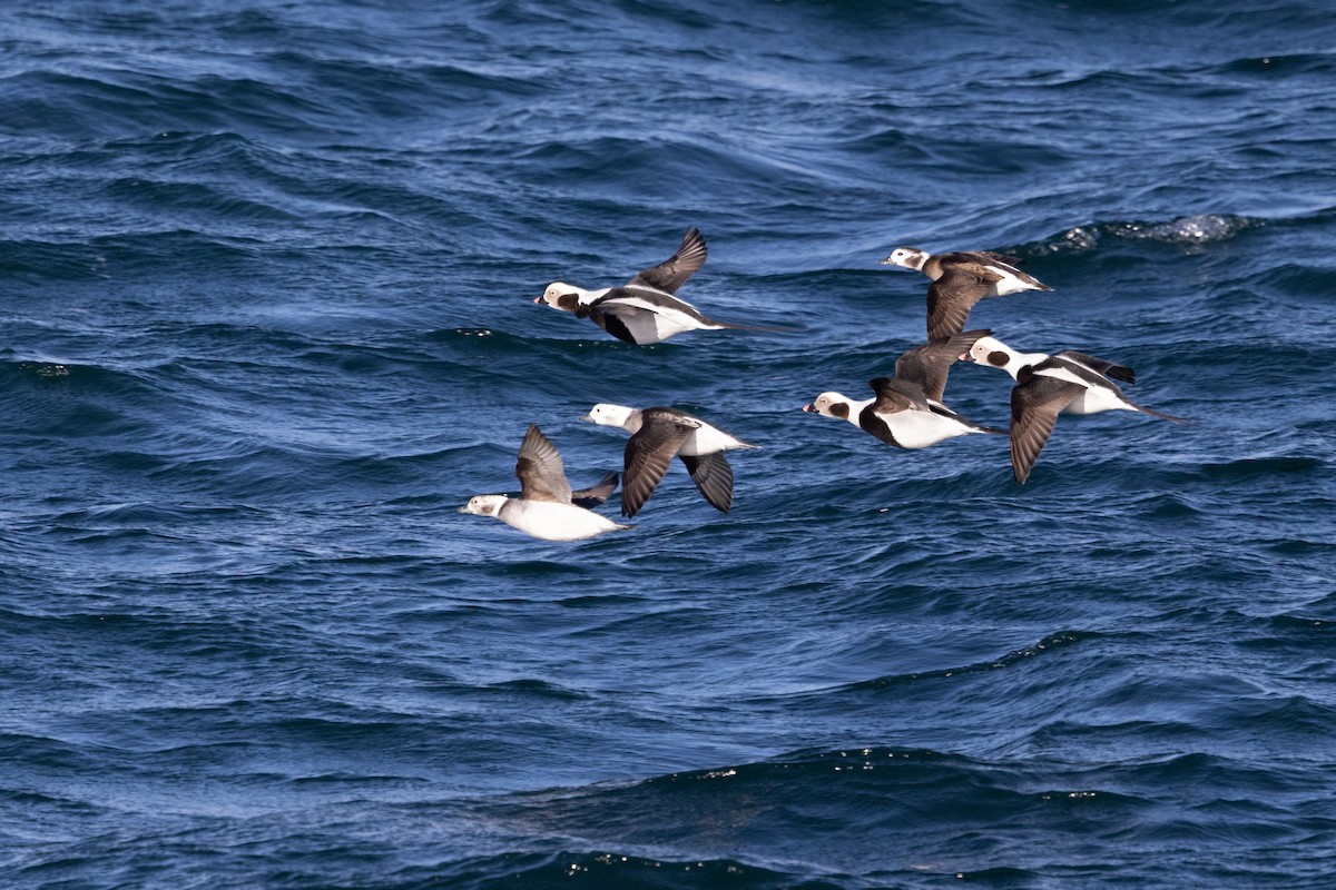 Moretta codona - ML646142647