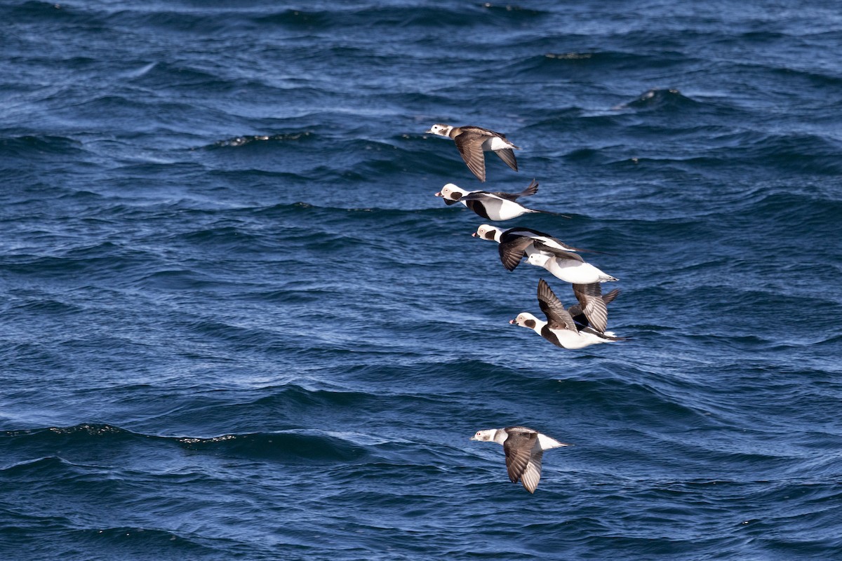 Moretta codona - ML646142648