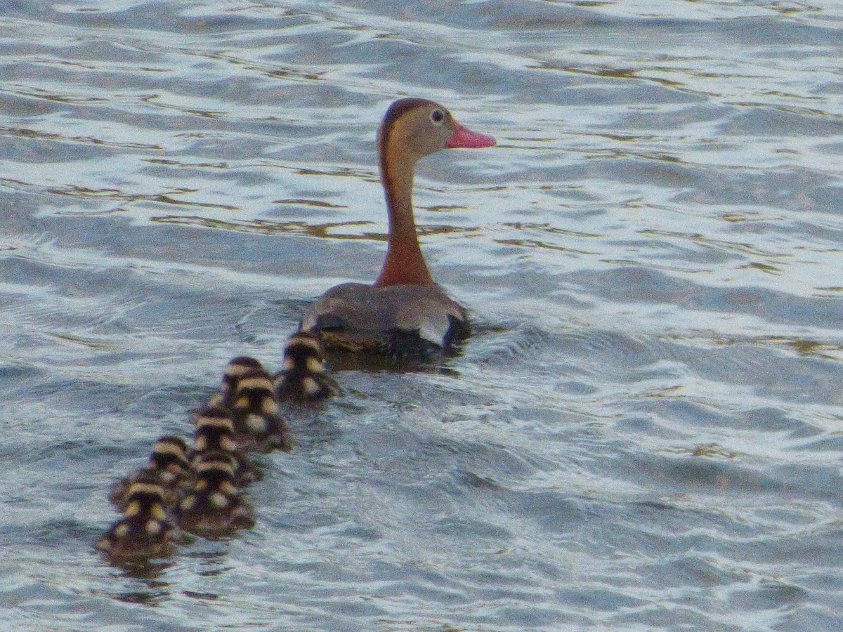Black-bellied Whistling-Duck - ML646142649