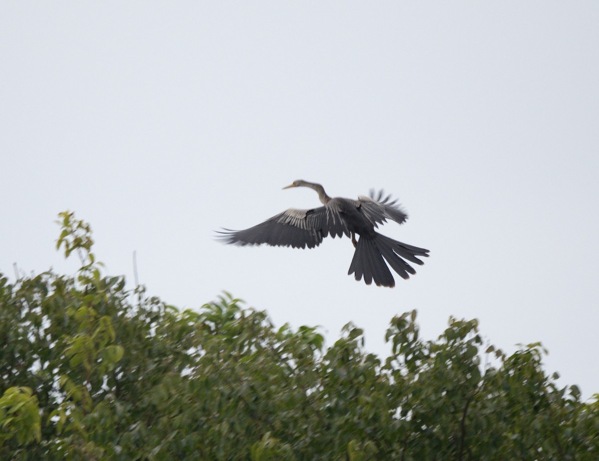 anhinga americká - ML646142651