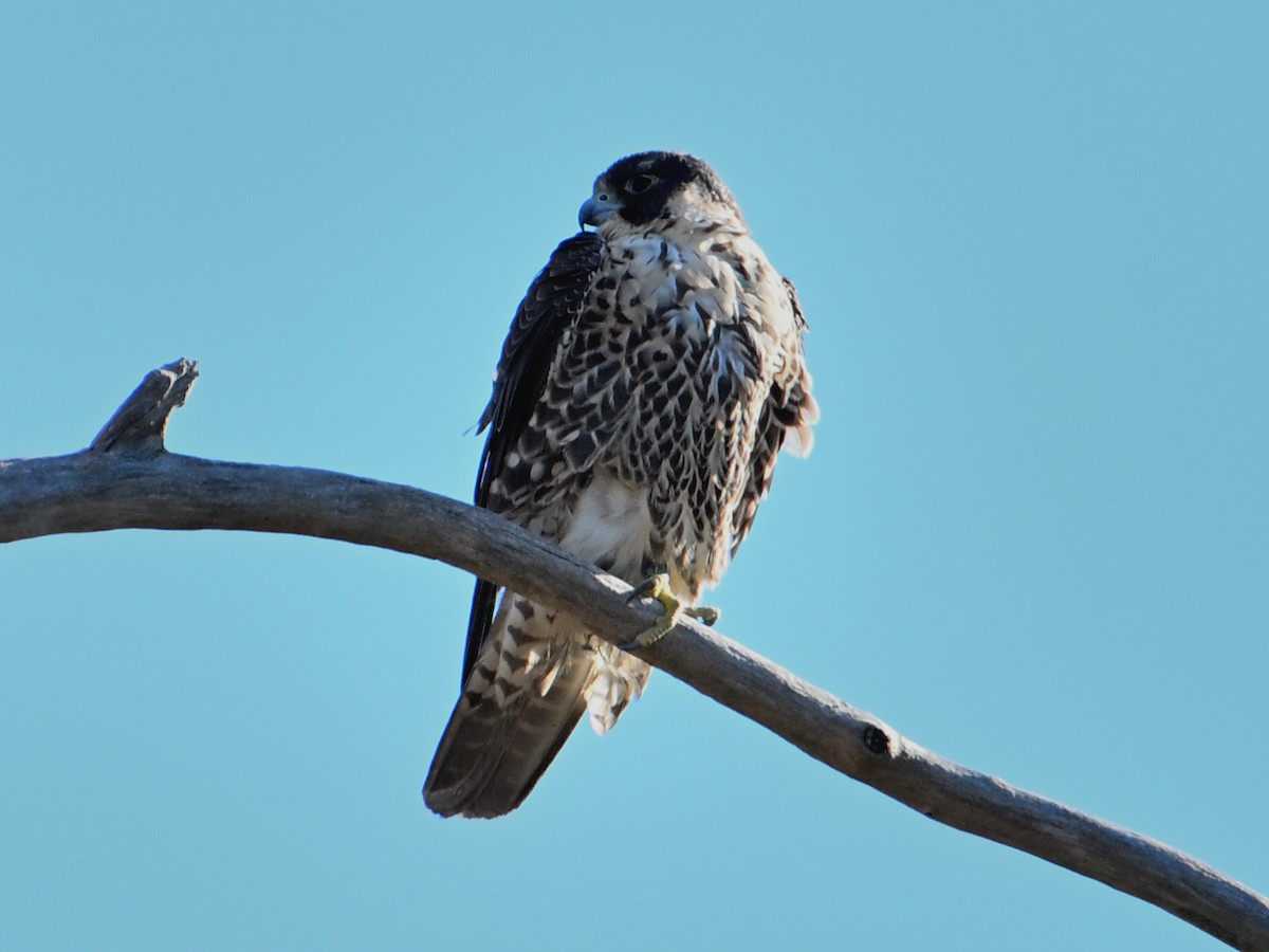 Peregrine Falcon - ML646142653
