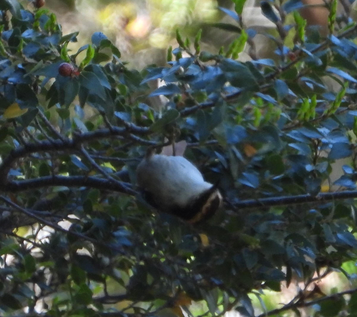 ハリオカマドドリ - ML646142654