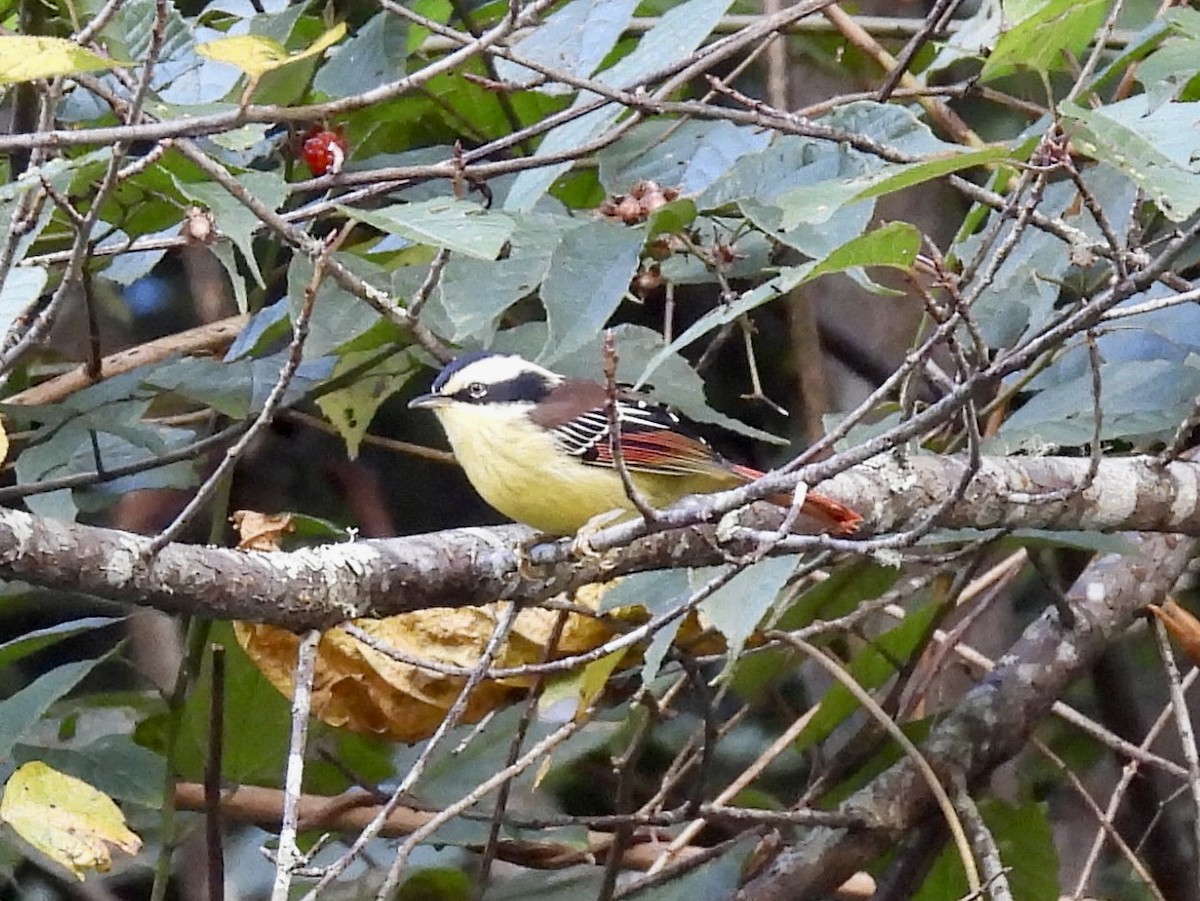 Red-tailed Minla - ML646142657