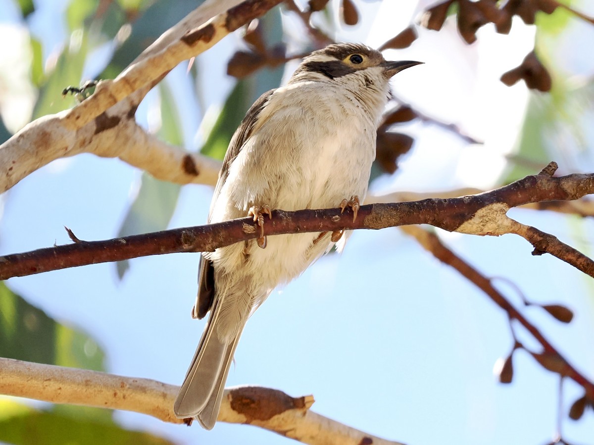 Brown-headed Honeyeater - ML646142661