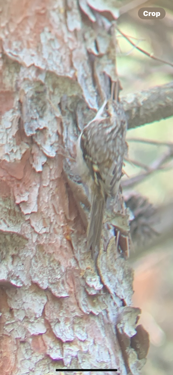 Brown Creeper - ML646142663