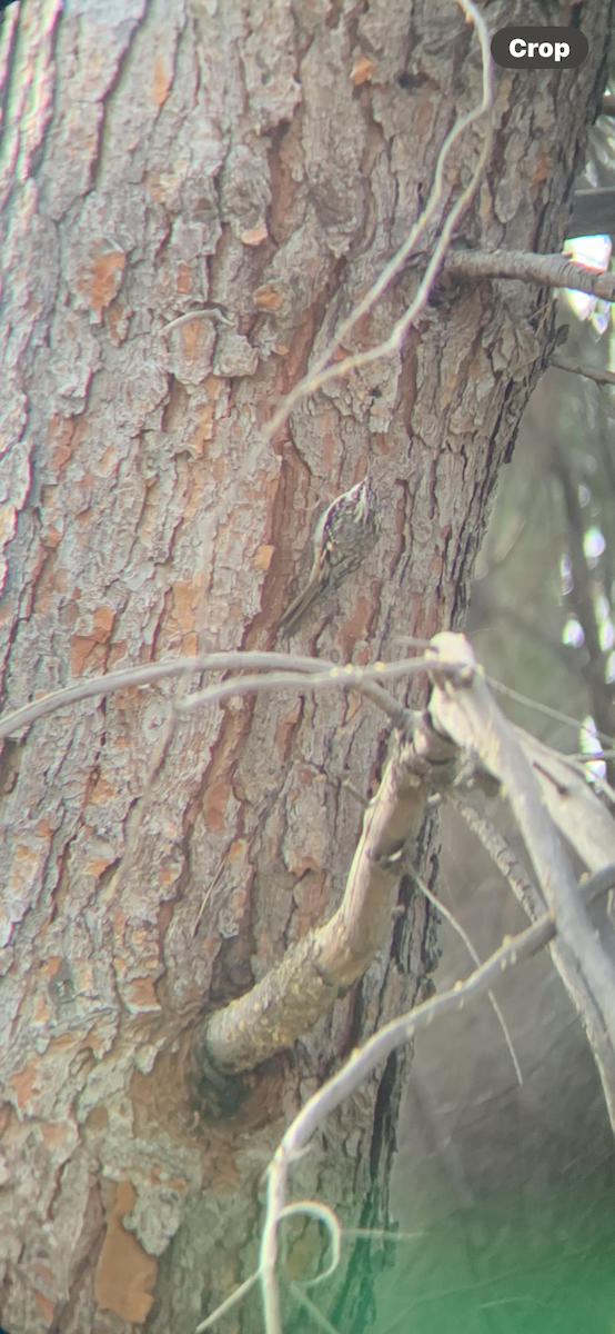 šoupálek americký - ML646142664