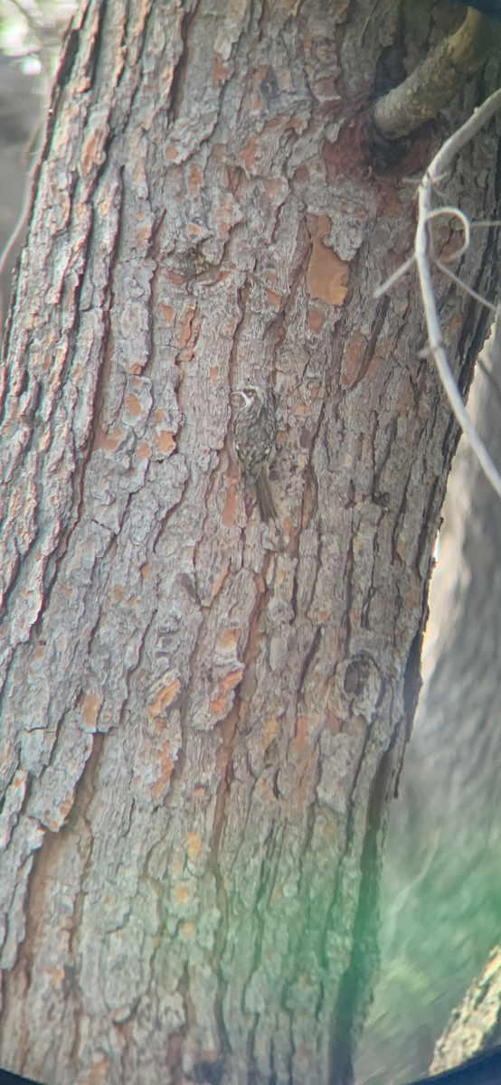 šoupálek americký - ML646142665