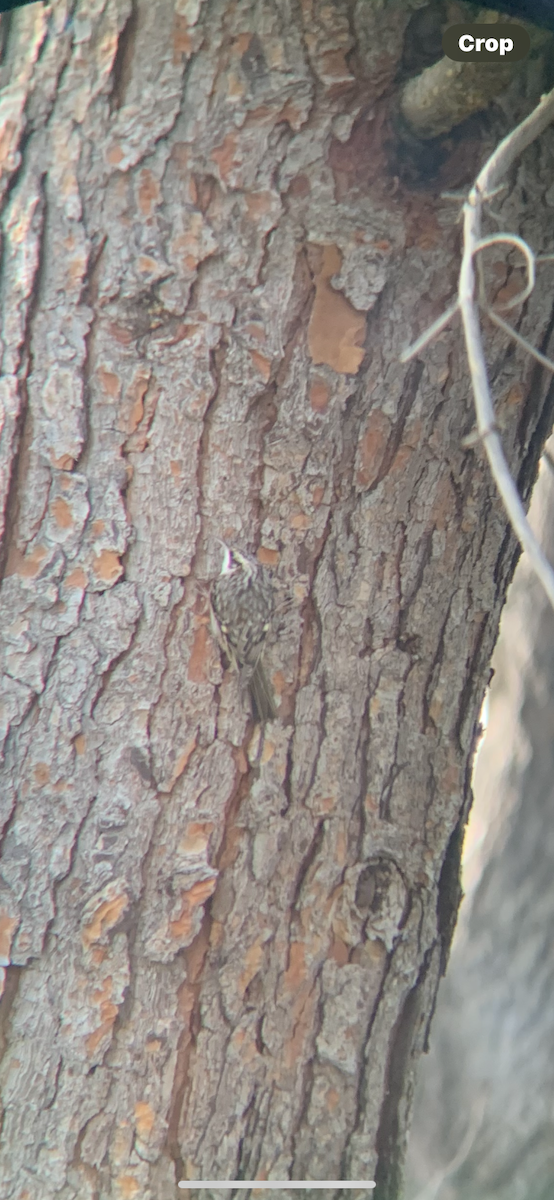 šoupálek americký - ML646142666