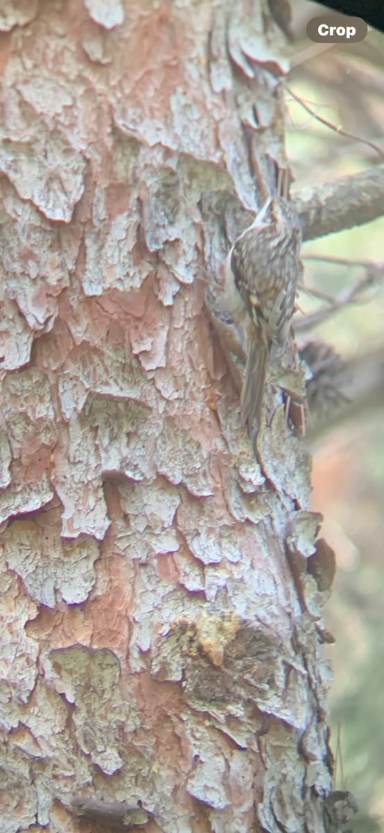 šoupálek americký - ML646142667