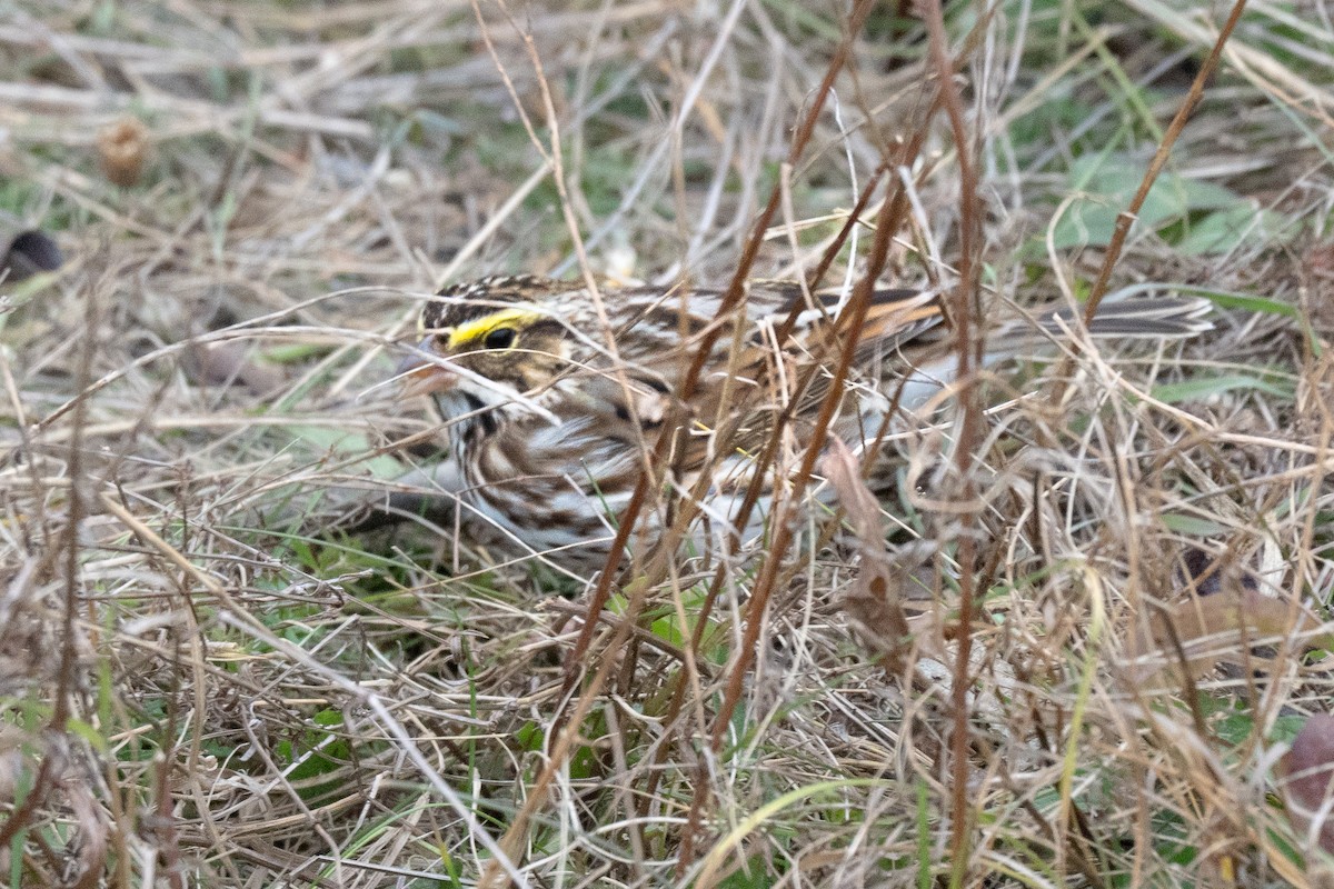 Savannah Sparrow - ML646142671