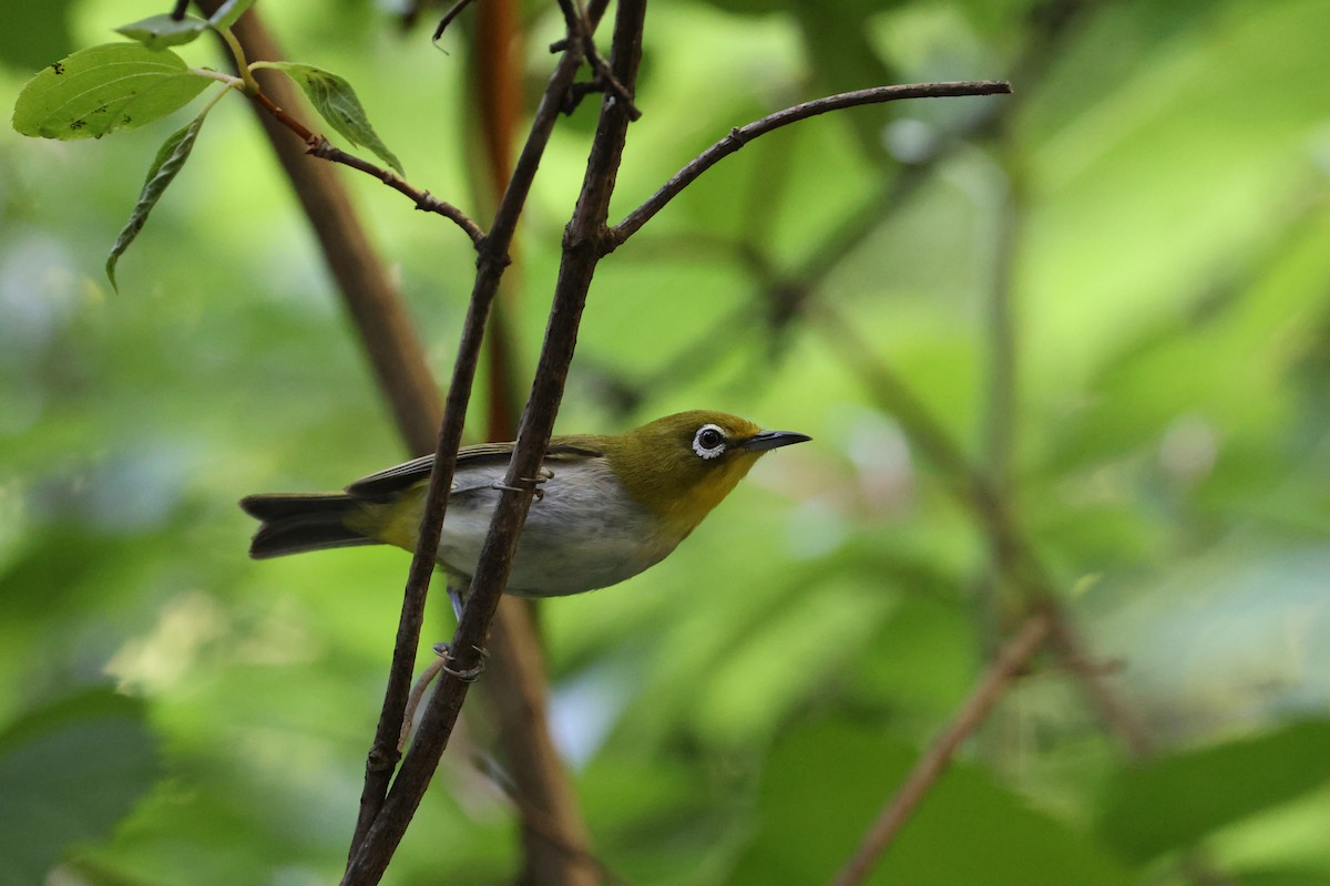 Warbling White-eye - ML646142672