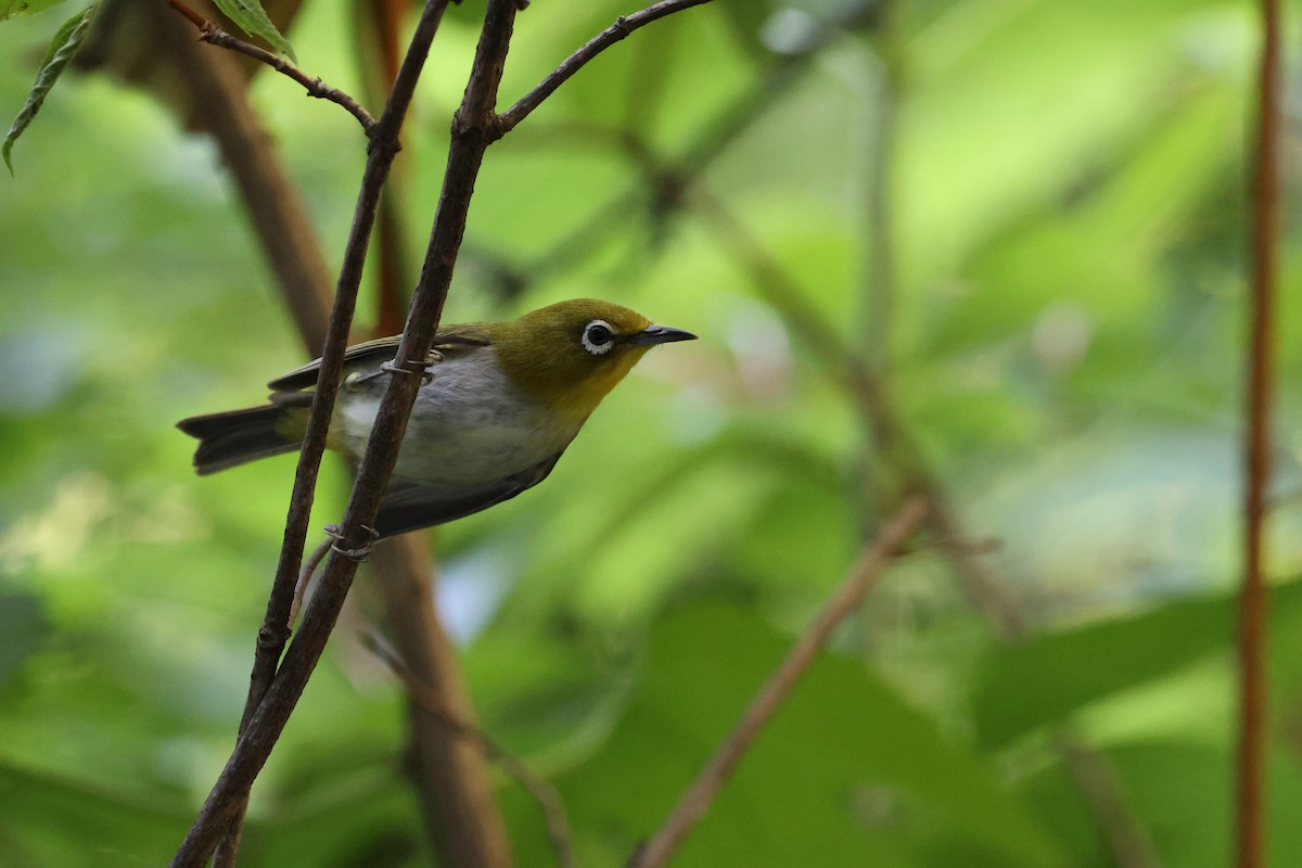Warbling White-eye - ML646142673