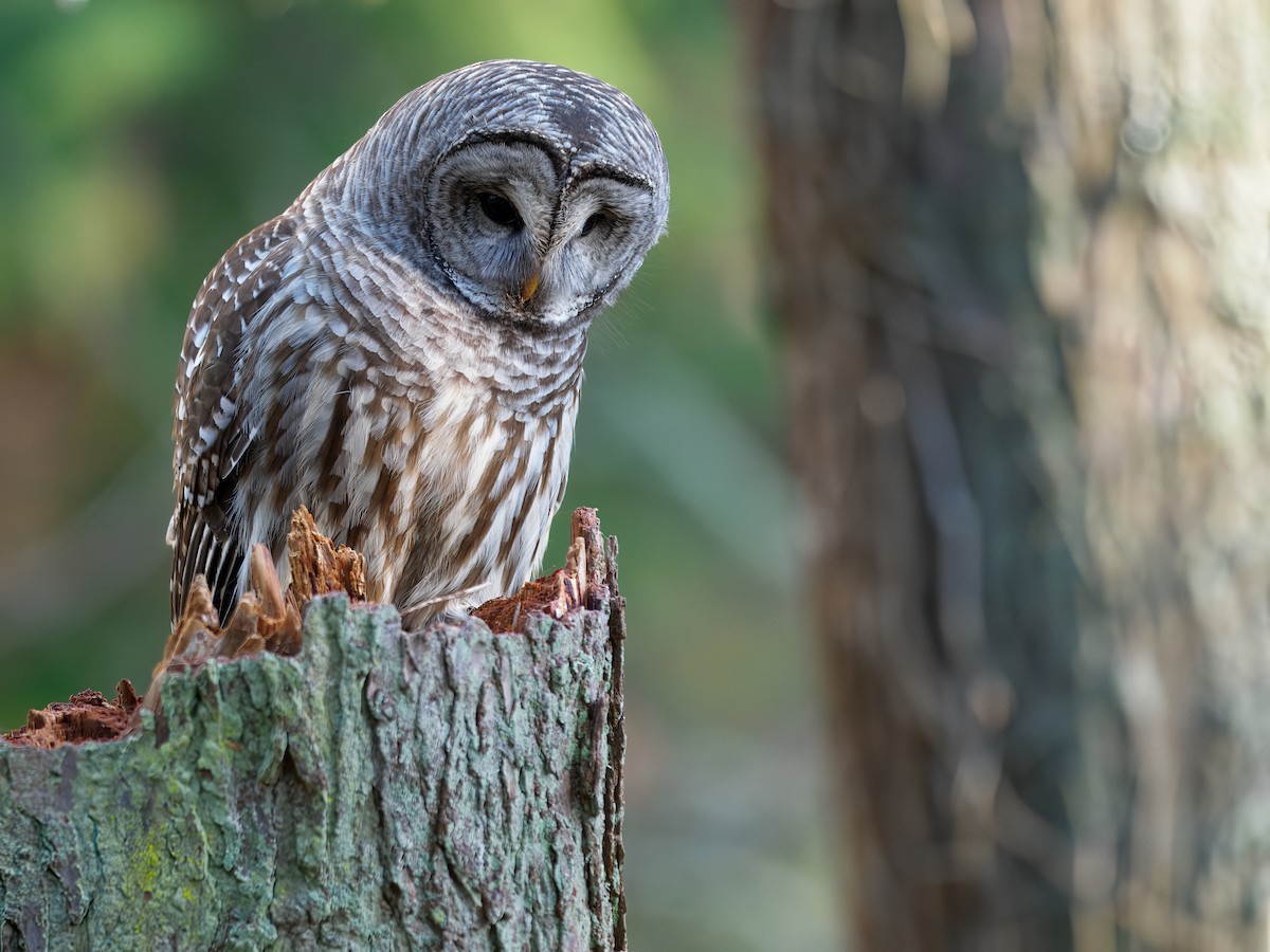 puštík proužkovaný - ML646142674