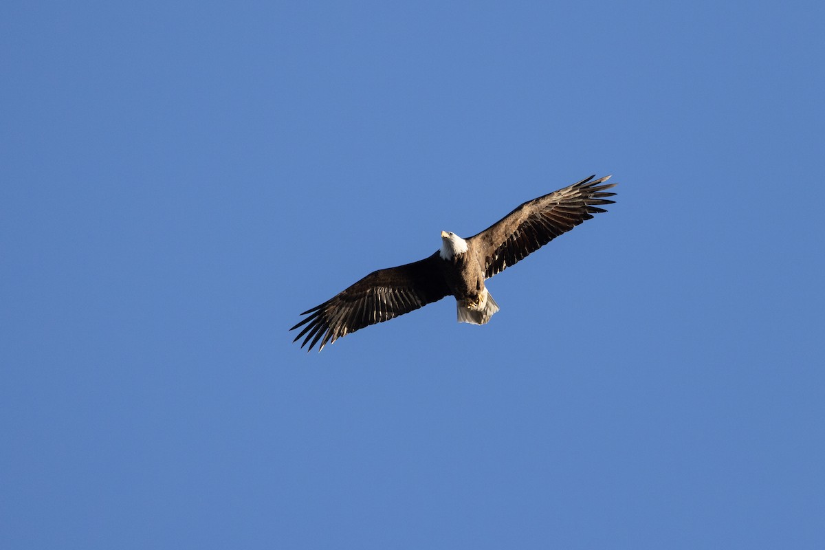 orel bělohlavý - ML646142675