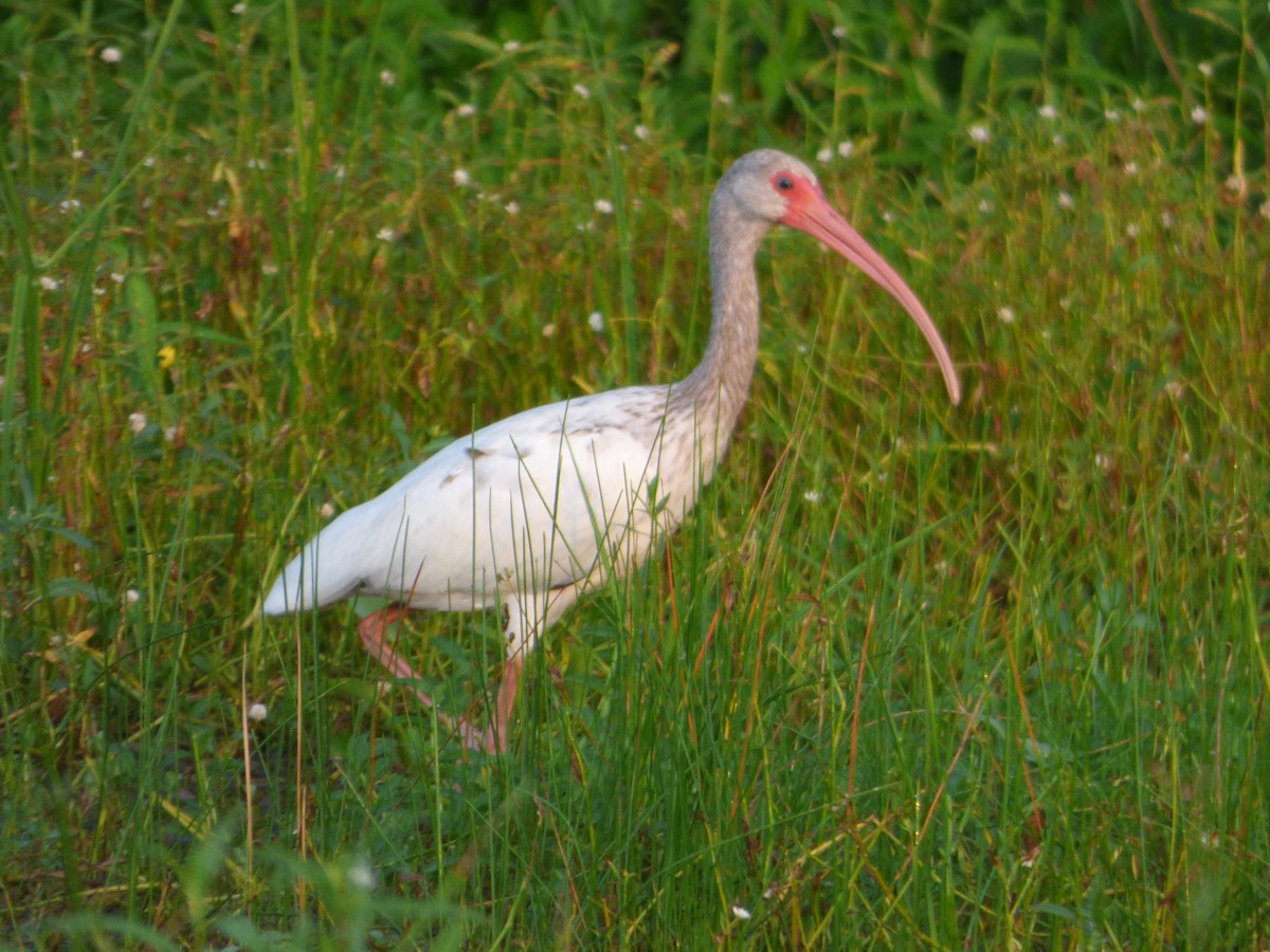 ibis bílý - ML646142676