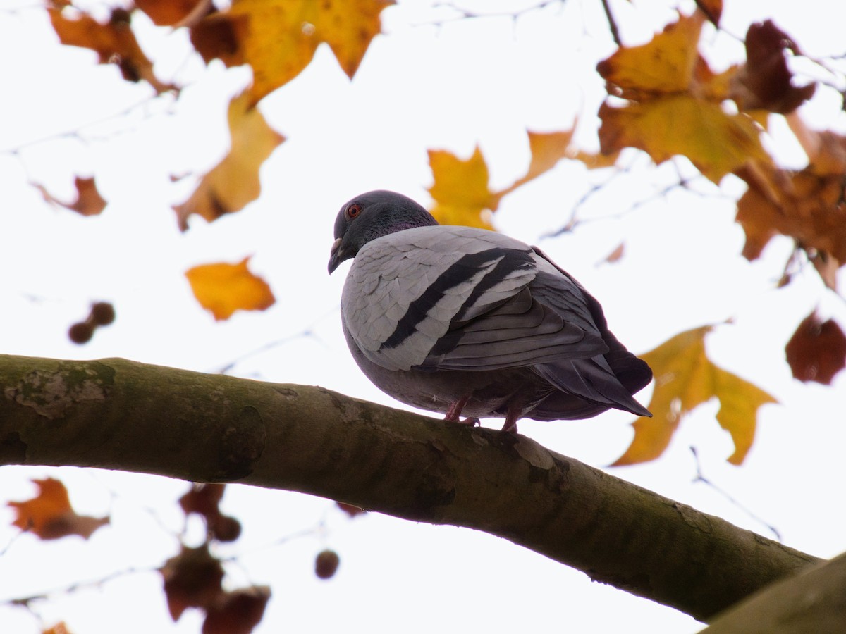 holub skalní (domácí) - ML646142678